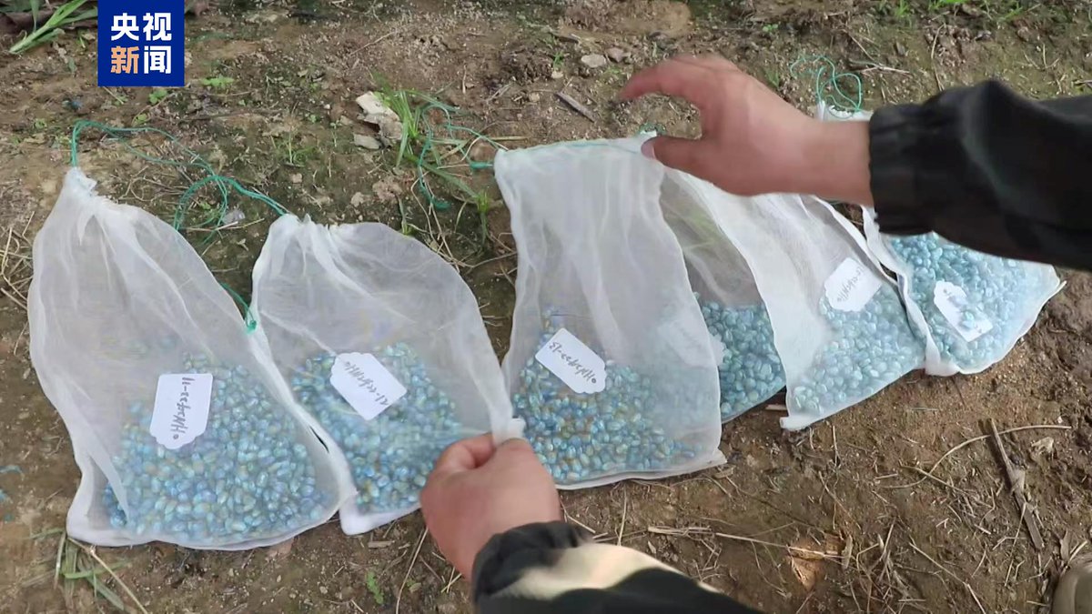 China_Fact's tweet photo. China has started sowing the space-exposed seeds carried by China's first reusable and returnable satellite, #Shijian19, in south China's Sanya. The seeds include 6 varieties of rice, each with a weight of 100 grams, and 6 corn varieties, each weighing 166 grams. #SpaceBreeding https://t.co/Q370pwLUVk