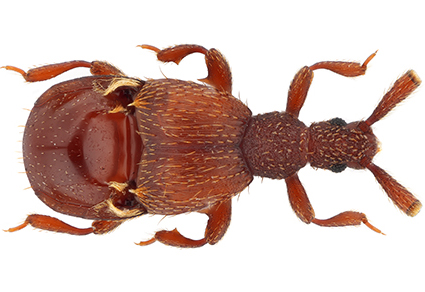 Zootaxa's tweet photo. The second species of Triartiger Kubota (#Coleoptera: Staphylinidae: Pselaphinae) from #China’s mainland 
https://t.co/anTXJKAs8a 
#Taxonomy https://t.co/5Dzy82XPCU