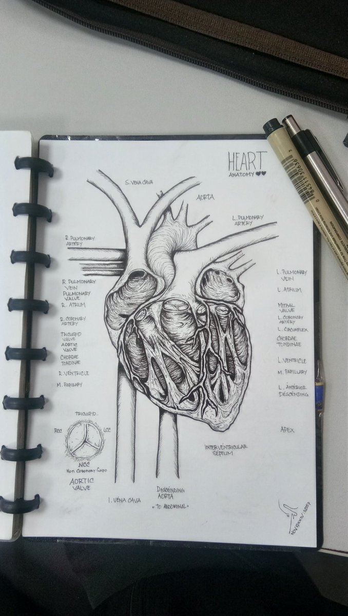 Heart Anatomy,, chambers and basic anatomy illustration,,

#anatomyart #medicalart #medicalillustration #anatomy #anatomydrawing