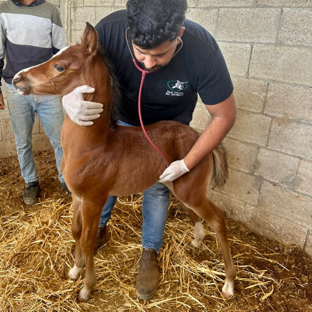 Safe Haven for Donkeys tweet media