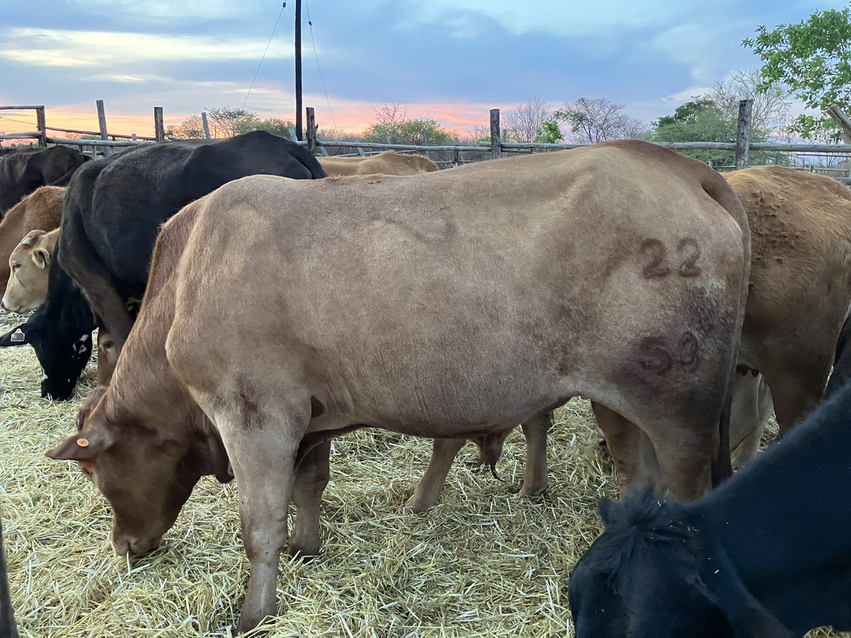 Wishing our boy Afumu and his girls all the best this breeding season.
