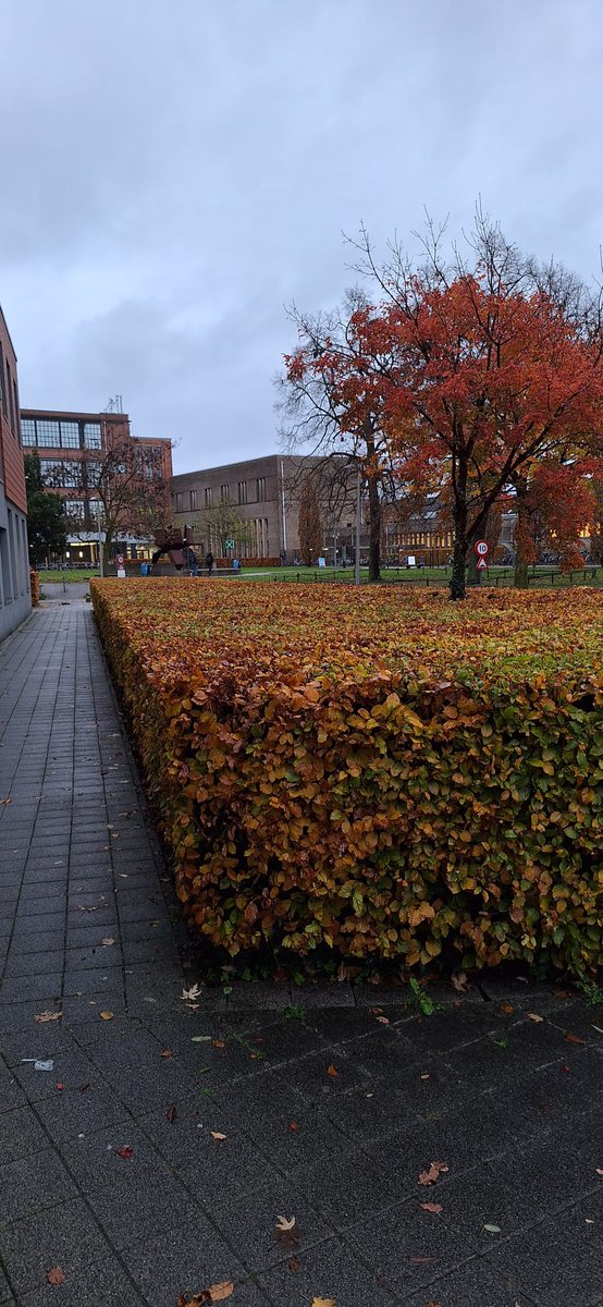 OnderzoekOdisee tweet media