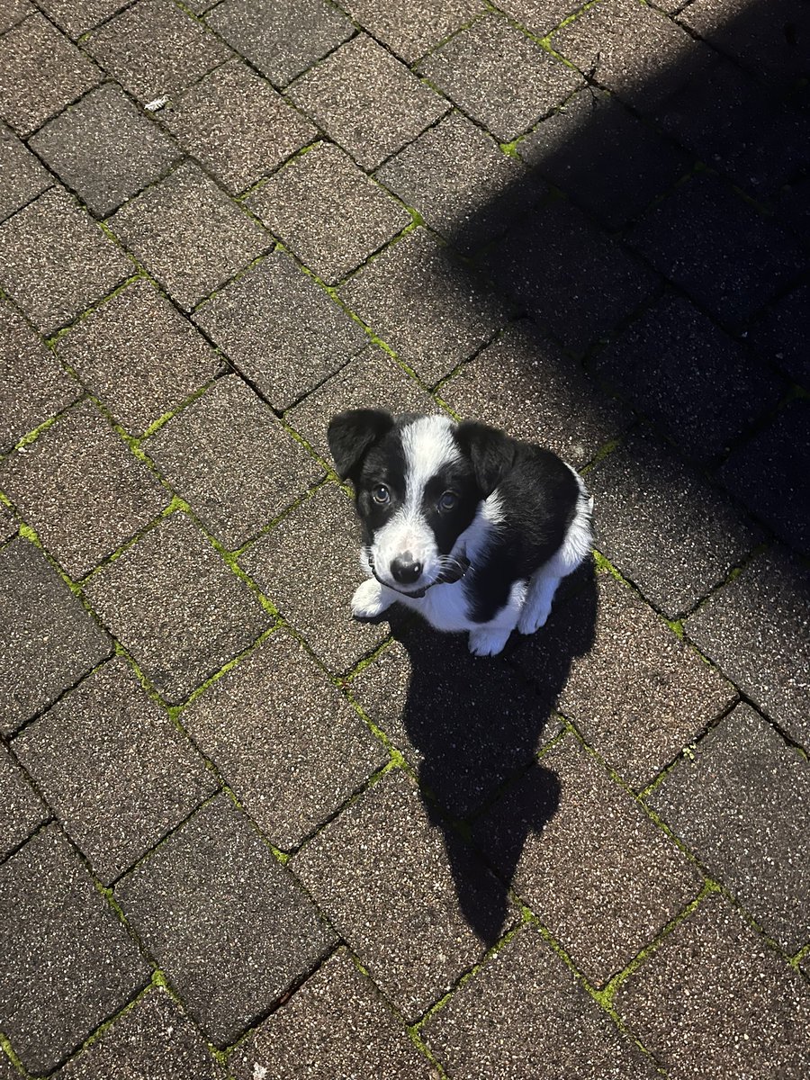 Chapters Bookstore Dublin tweet media