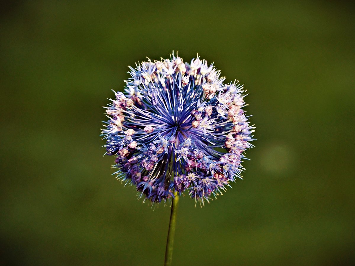 PEKHTography's tweet image. Like a globe of sunshine, the flower blooms with an energy that seems to light up the world #spherical #flower #sunlight #shine #garden
