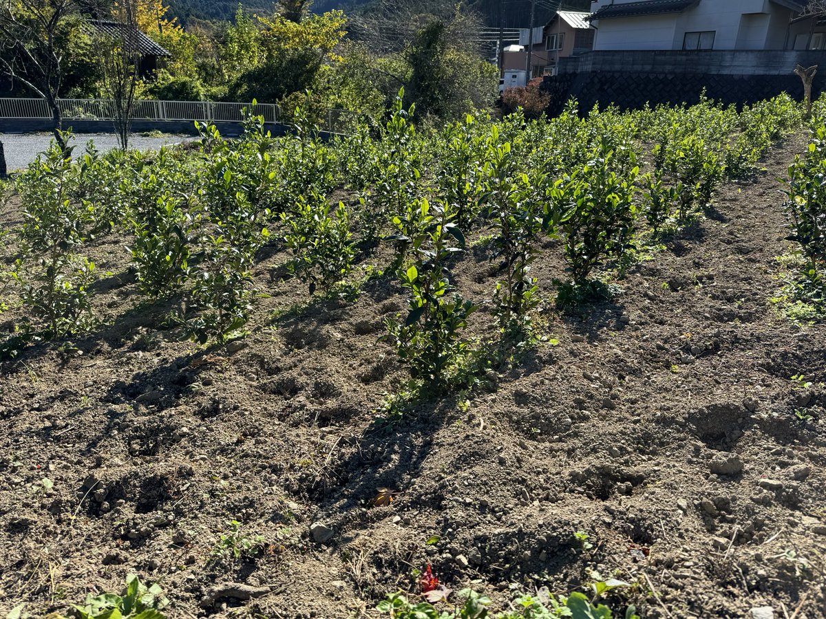 xxptwadwtp92234's tweet photo. The area around the tea plantation is enveloped in clear blue skies and dry air.
Thank you for the last weeding work of November in such a wonderful weather👍.
In December, we are scheduled for the morning of the 7th. 　　　　　#MachidayaRyokan #JikoTea #TeaCafe https://t.co/NDXNu6FVvs