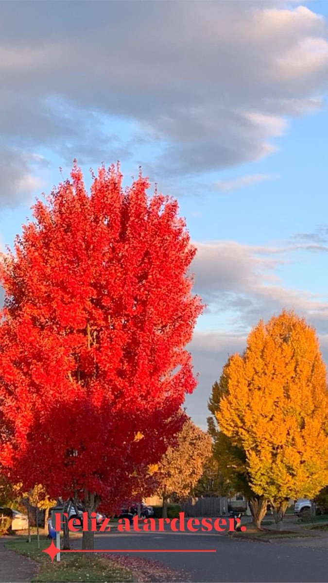 simonpadilla1's tweet photo. Oregon, #pnw #Oregon #fallcolors #otoño #fall https://t.co/M3BcEMx5g2