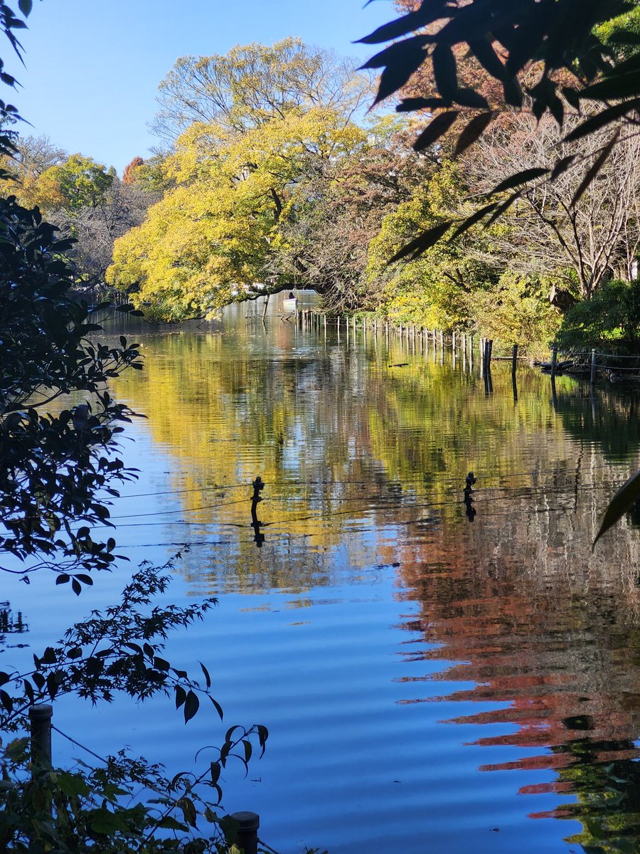 noririe's tweet photo. 曇天の昨日は思いがけず15:00頃の陽射しを善福寺公園で捕まえられ、寒波の今日は検診後に井の頭公園の青空の下、暖かく日向ぼこランチできた幸せ https://t.co/7nHbziFQeB