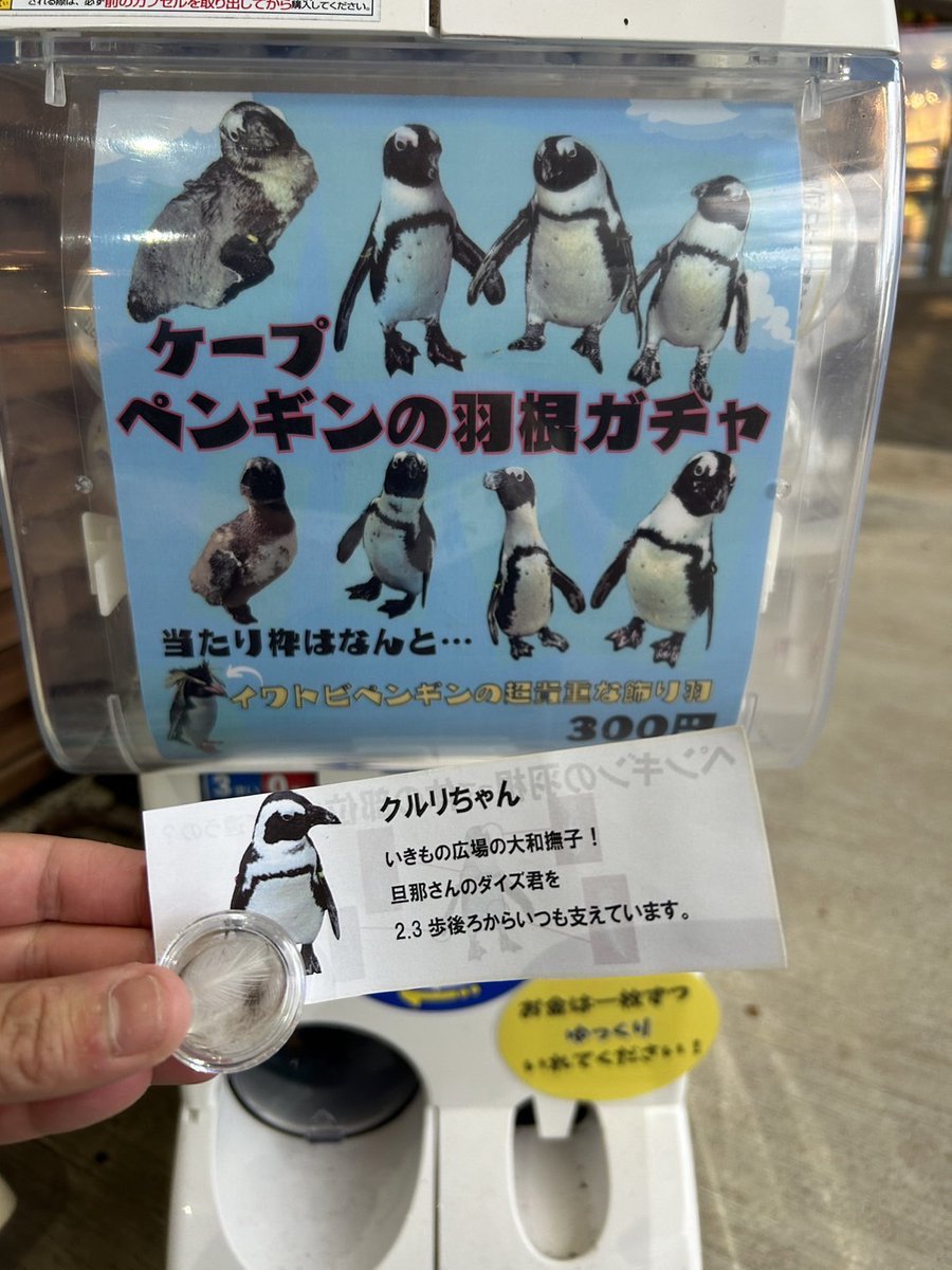 🐧ケープペンギンの羽ガチャ再開！🐧】 あわしまオリジナル『ケープ