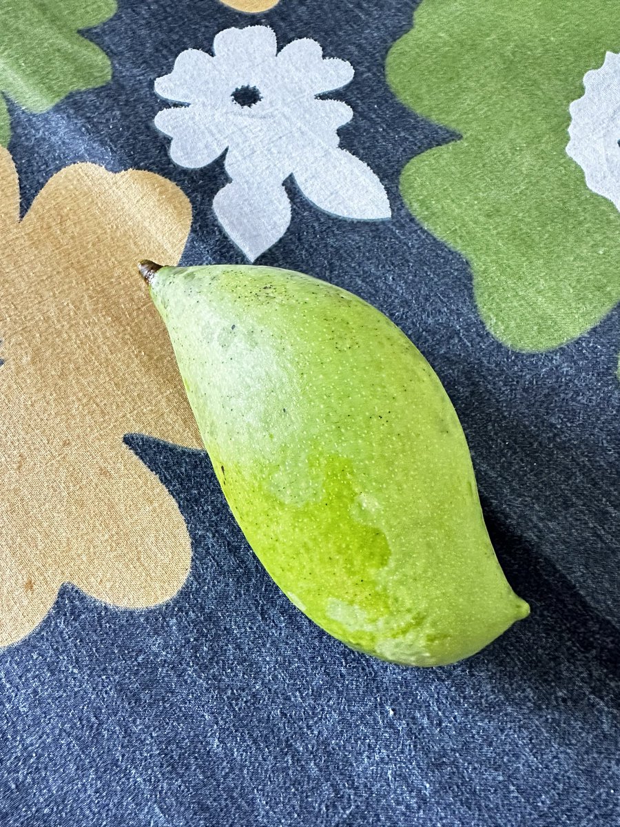 vrundavs's tweet photo. In #November….
Pongamia has bloomed…
&
Got 2 mangoes 🥭 too
🤔
#pongamia #ಮಾವು https://t.co/nE0VlX8C9m
