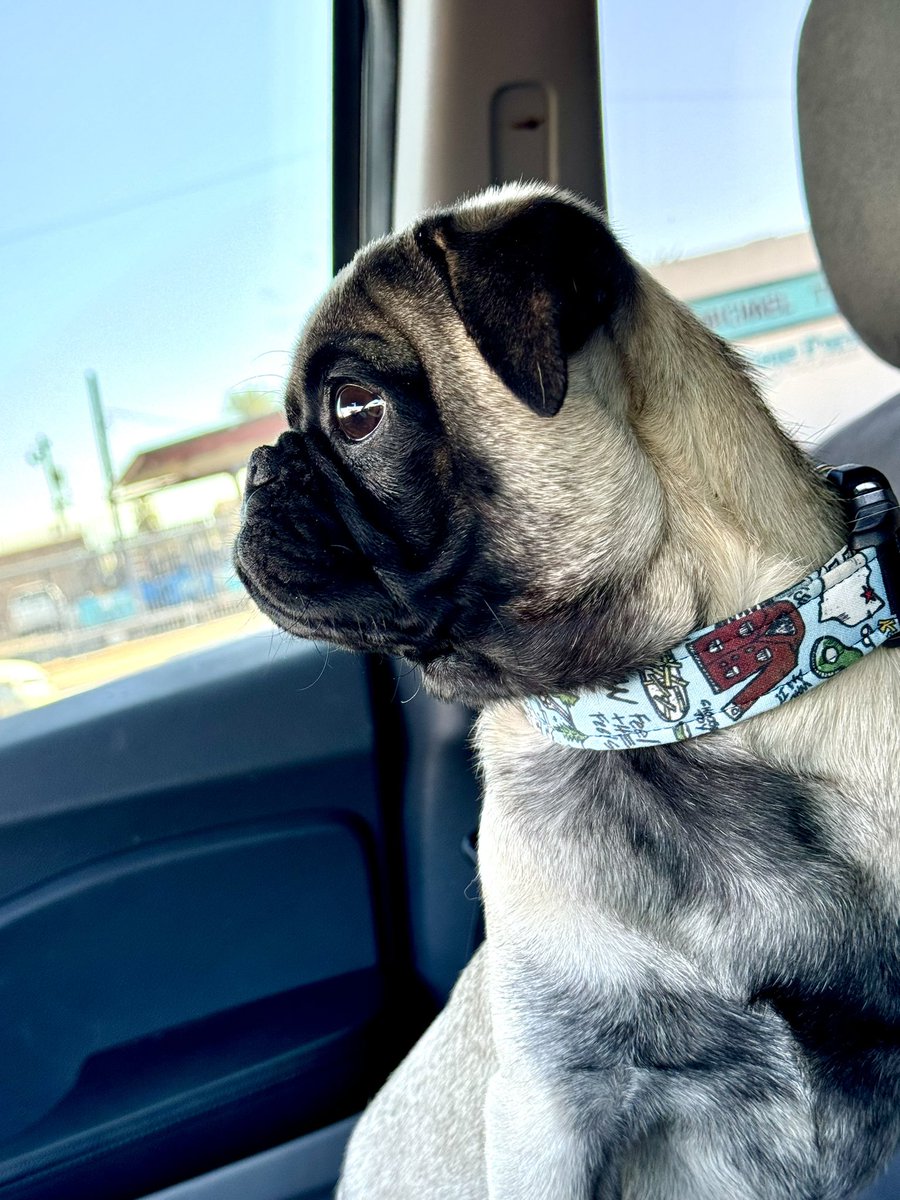 MyEdm_LB's tweet photo. Teddy says hello. Love y’all! ❤️ #pug #puppy #livingmybestlife https://t.co/1J2mch7idh