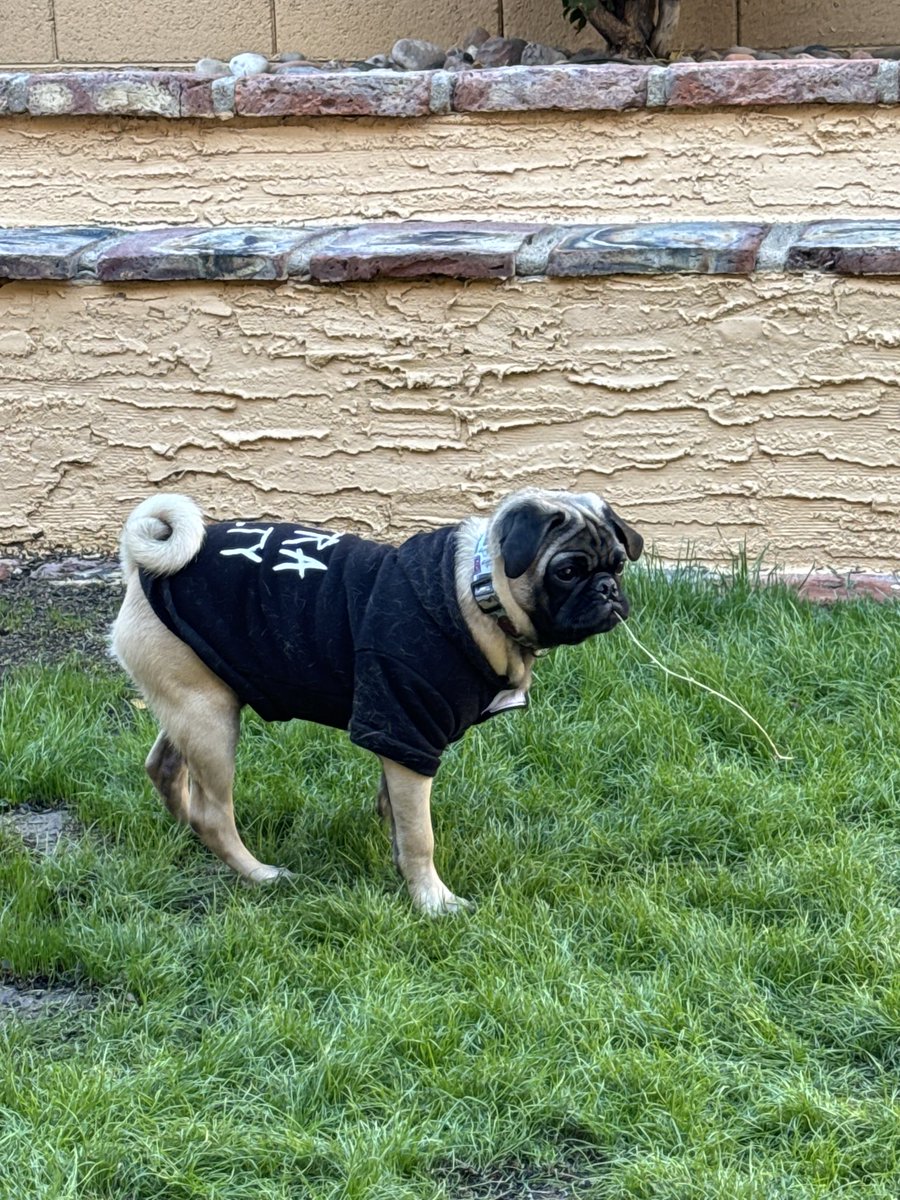MyEdm_LB's tweet photo. Teddy says hello. Love y’all! ❤️ #pug #puppy #livingmybestlife https://t.co/1J2mch7idh
