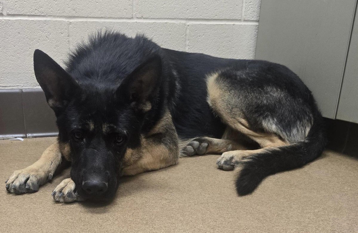 TomJumboGrumbo's tweet photo. Handsome Corey #246813 is just a baby at 12 months old. He arrived as a stray in deadly Apple Valley on Nov 7 and his deadline has passed - he's scared, overwhelmed and soon to be delisted "pending euthanasia". We need to help him get out of there alive: please repost/share and pledge if you're able, email keitholbermanndogs@gmail.com if you can help him. Thank you.
https://t.co/j3fWb53PRk