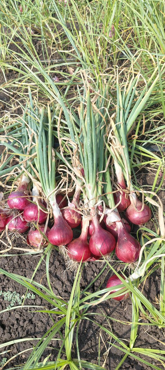 sank1809's tweet photo. Fresh harvest! 🌱 Our recent weed management experiment has yielded these beautiful rainy season onion bulbs. A step closer to sustainable agriculture—balancing weed control and crop health! #OnionHarvest #SustainableFarming #AgriResearch https://t.co/01KXKvOI7B