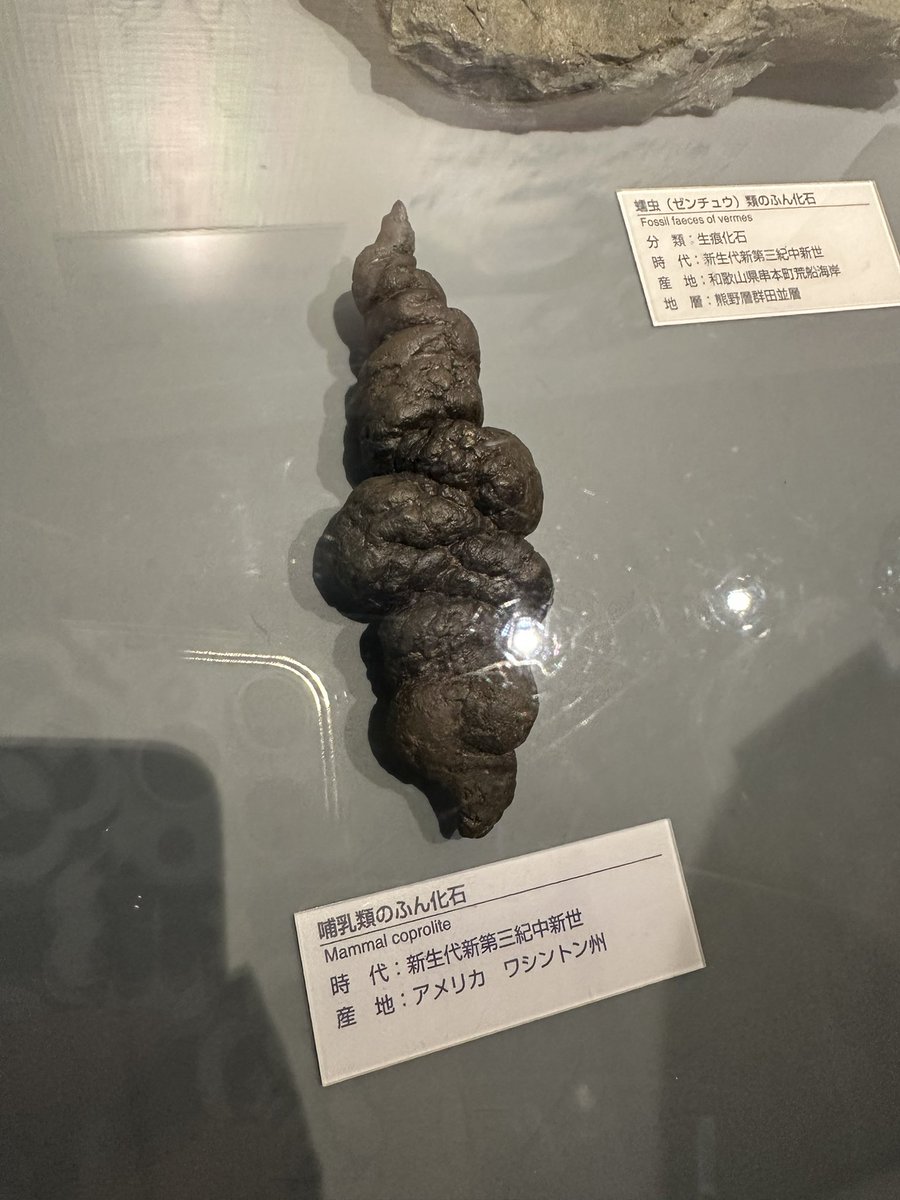 恐竜博物館、うんこの化石