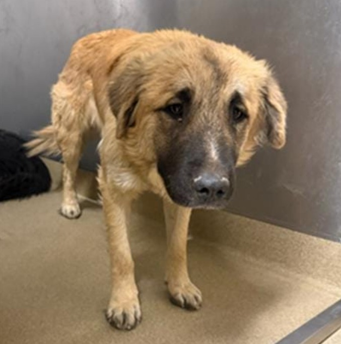 Keith Olbermann's Dogs tweet media