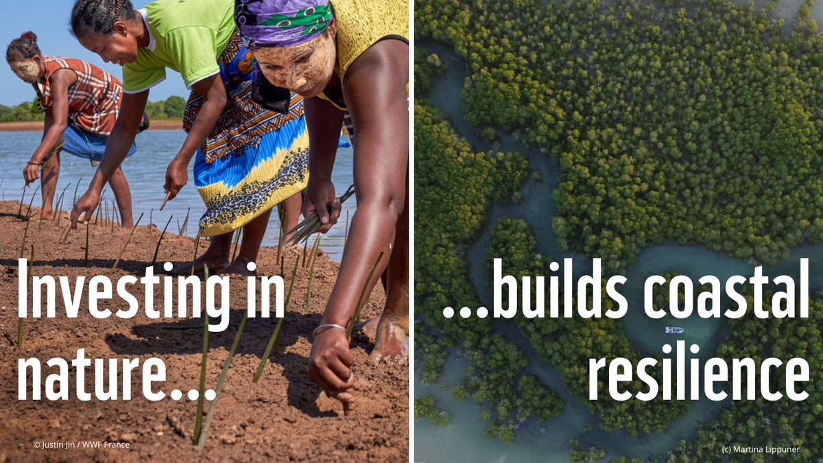 WWF Oceans 🌊 (@wwfleadoceans) on Twitter photo OUT NOW: <a href="/WWF/">WWF</a> report highlights need to boost investment in nature-based solutions to accelerate climate adaptation. Featuring NbS for freshwater & coastal ecosystems, the report shows how we can create solutions for people, nature and climate. #COP29 👉 tinyurl.com/386yr5vh OUT NOW: <a href="/WWF/">WWF</a> report highlights need to boost investment in nature-based solutions to accelerate climate adaptation. Featuring NbS for freshwater & coastal ecosystems, the report shows how we can create solutions for people, nature and climate. #COP29 👉 tinyurl.com/386yr5vh