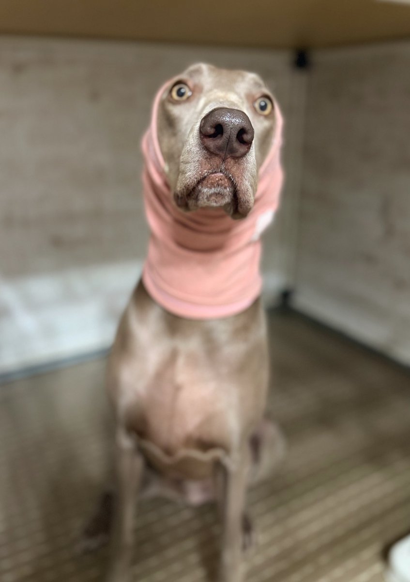 weima215220311's tweet photo. ツルツル🐕は寒さこたえる。。😆
服ビリビリにしよった😭😭
#weima
#weimaraner
#ワイマラナー
#ワイマ
#大型犬
#犬
#大型犬バカ部 https://t.co/wW2RiGnr85