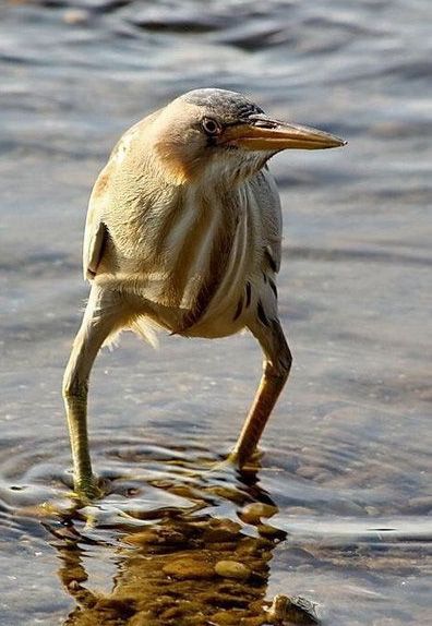 derek guy tweet media