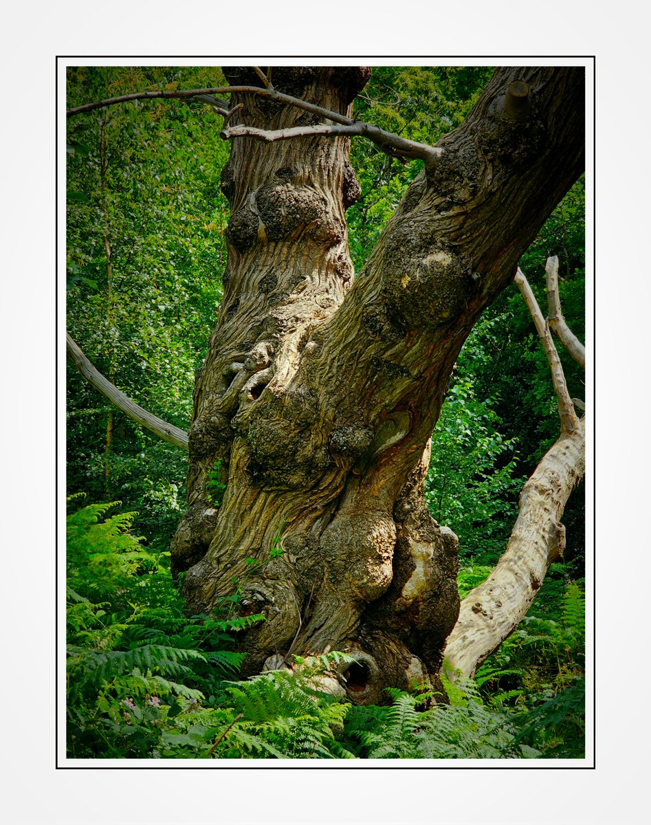 "King Of The Forest!"

Happy #ThickTrunkTuesday :-)

#Trees
#Nature
#Woodland