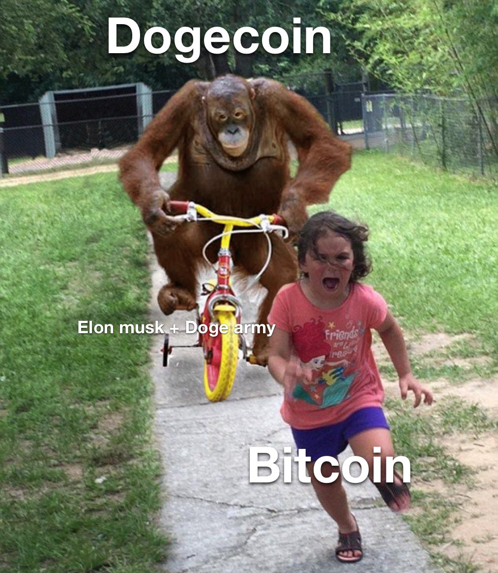 Doge Norway tweet media