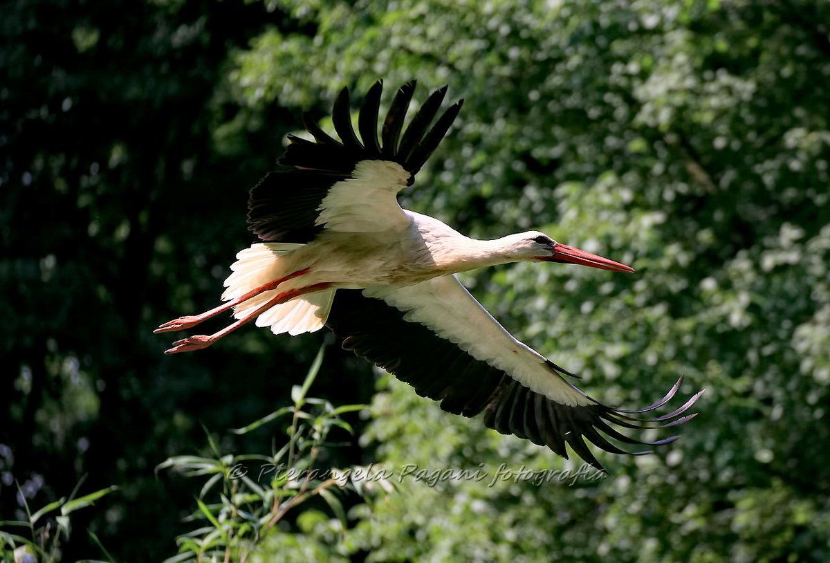 @ferrarisergio4 tweet media