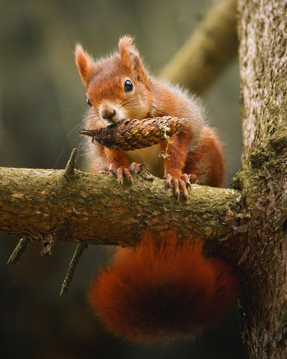 Breakfast time for this little red squirrel 🥰
#wildlifephotography #SonyAlpha