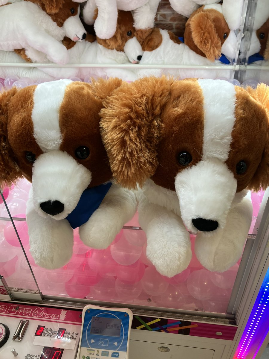 Taito_Hiroshima's tweet image. ✨新景品紹介✨

【コーイケルホンディエのおでこちゃん
　　　　　　　　　　　　ウルトラBIG】

今1番リッチな犬種🐶
🟦スカーフのブルーが世界一🟦

当店1階にてお待ちしております！！

#タイステ　#本通　#タイトーステーション