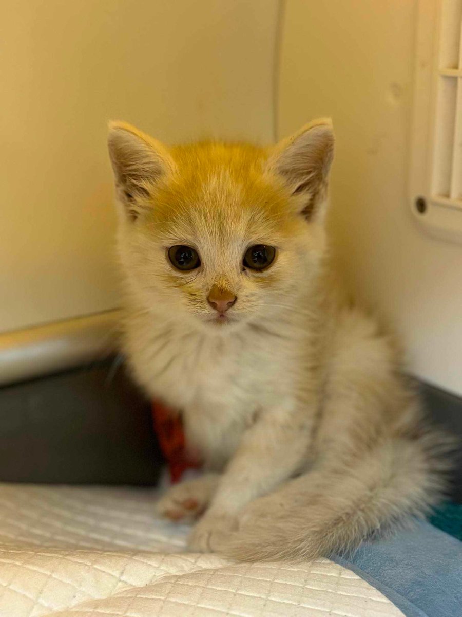 Brakuje 355 zł żeby uratować Budysia 🙏🙏

Proszę pomóżcie 🙏 

ratujemyzwierzaki.pl/budys-felineus