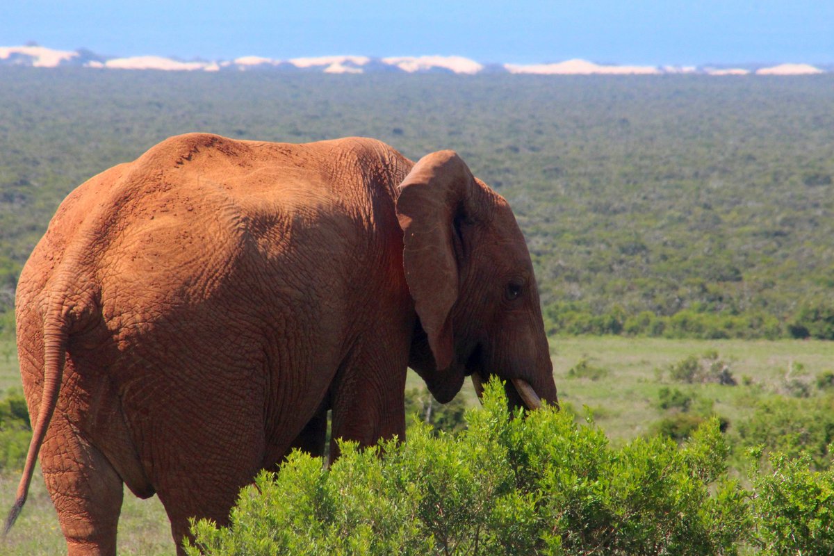 Always special...  #ellie with the Addo Marine Protected Area in the background🐘🌊📷Helen Crooks #AddoElephantNationalPark #LiveYourWild #WildBackyard <a href="/SANParks/">SANParks</a>