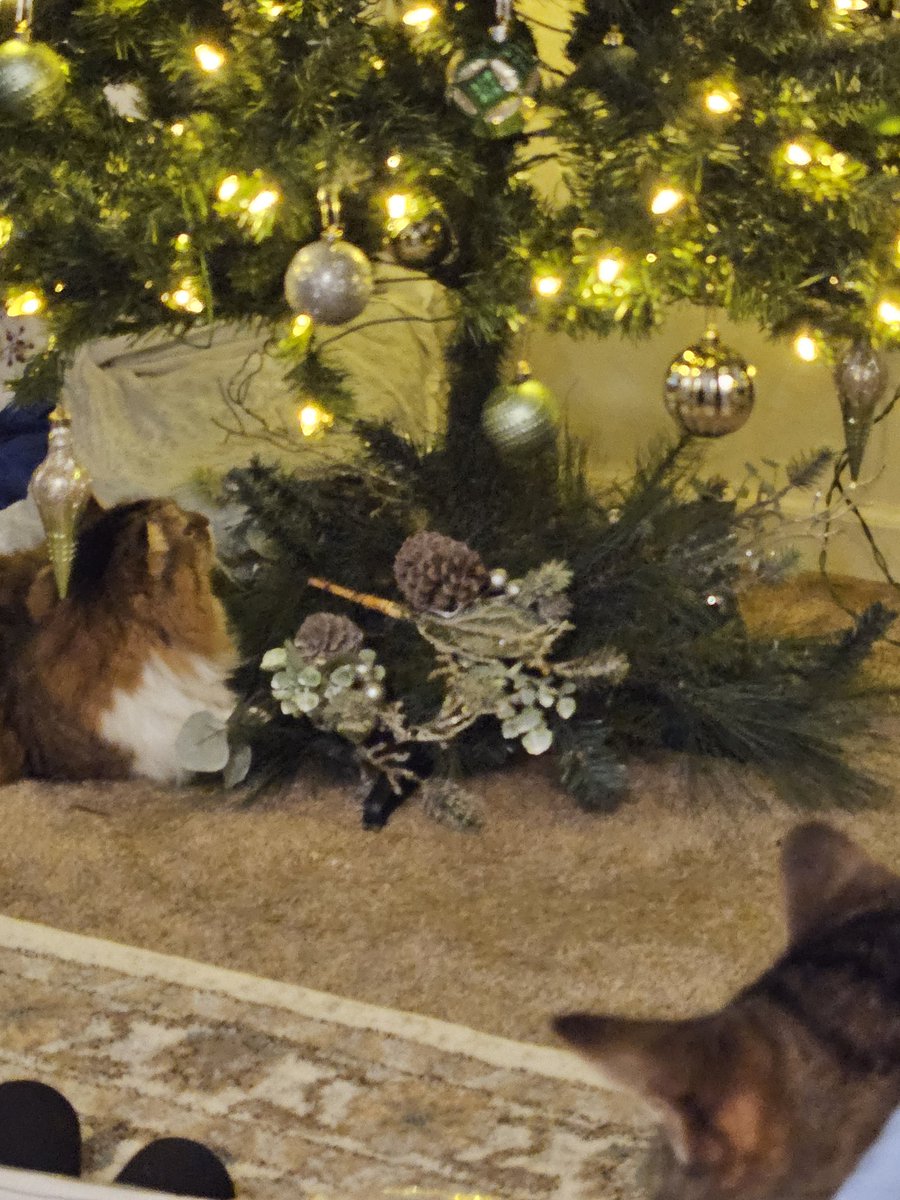 I'm love mine tree