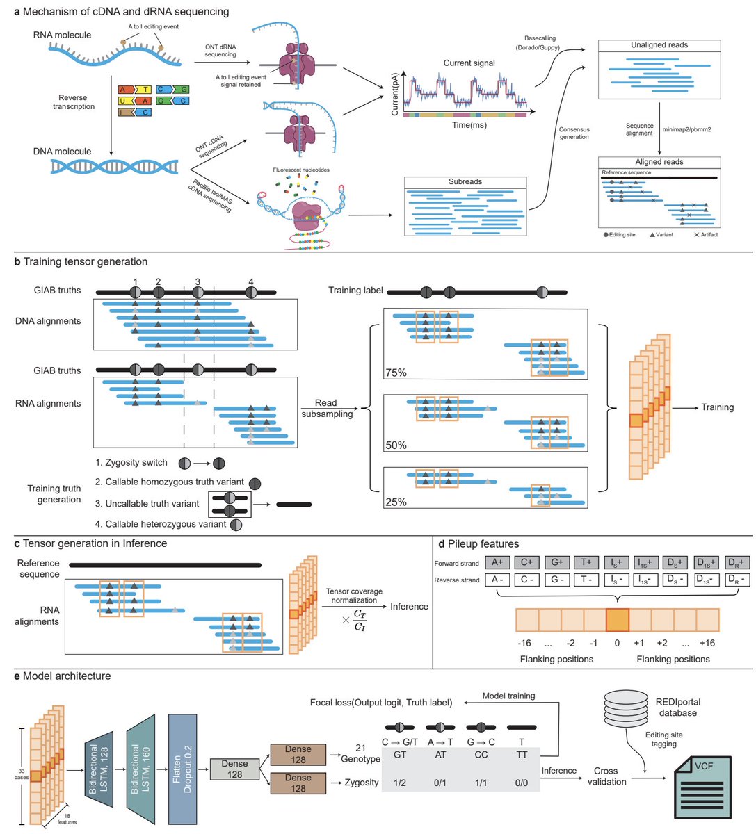 DailyHealthcareAI (@aipulserx) on Twitter photo Can deep learning improve variant calling accuracy in long-read RNA sequencing data despite its inherent challenges like high error rates and uneven coverage? <a href="/HKUniversity/">The University of Hong Kong</a> <a href="/RiceUniversity/">Rice University</a> <a href="/biorxivpreprint/">bioRxiv</a>
"Clair3-RNA: A deep learning-based small variant caller for 2 long-read Can deep learning improve variant calling accuracy in long-read RNA sequencing data despite its inherent challenges like high error rates and uneven coverage? <a href="/HKUniversity/">The University of Hong Kong</a> <a href="/RiceUniversity/">Rice University</a> <a href="/biorxivpreprint/">bioRxiv</a>
"Clair3-RNA: A deep learning-based small variant caller for 2 long-read