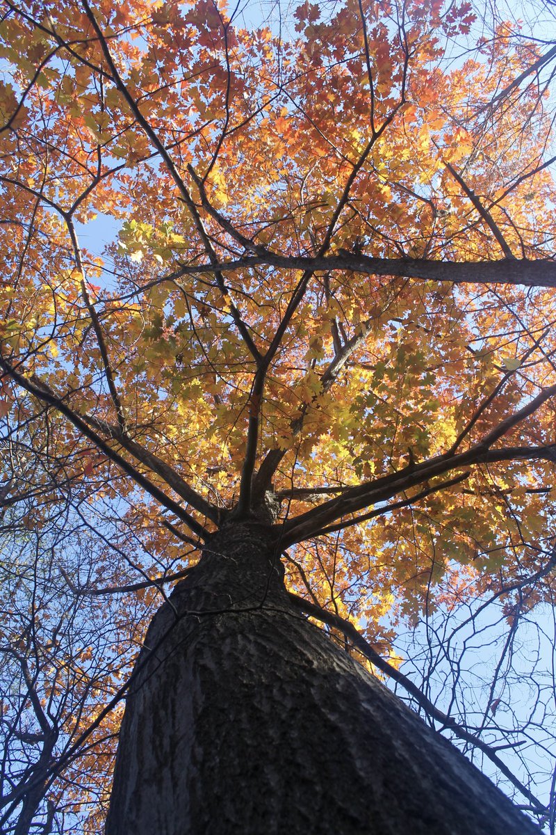 t_NickAkers's tweet image. #thicktrunktuesday