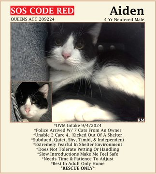 PeterAskin1's tweet photo. Poor "Aiden" at NYC ACC is bereft 
& very few chances are still left!
Adopt & the link will show the way
to save him from killing day!
Pledges may see him thru
& right now he has very few!
Pledge now if you may
& thank you is what I say!
Tag @sachikoko with pledges! 🙏
LAST CALL!
https://t.co/kWyKmQGM0Q