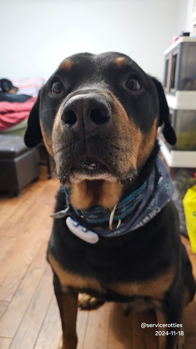 You'll never believe what just happened. I was chilling in the living room listening to the sound of dishes getting rinsed and leftovers being packed. Then I heard a thud. Followed by words I'm not allowed to repeat. And then my name was called. I ran to the kitchen to see a