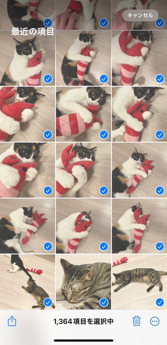 とりあえずここ一年分のツナシャチの写真を集めたら、 1364枚だったw