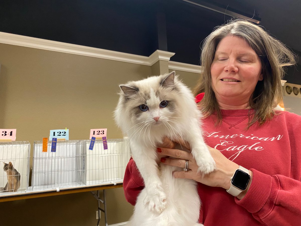 ClaxtonOkajima's tweet photo. To the #PrettyCats : Meet this pretty #RagdollCat !! She has a loud purr, and loves to rub her Humans! #CatsOfTwitter #CatsOfInstagram #CatsOfX #Cats #KittyLoafMonday https://t.co/fZRNzO2AJh
