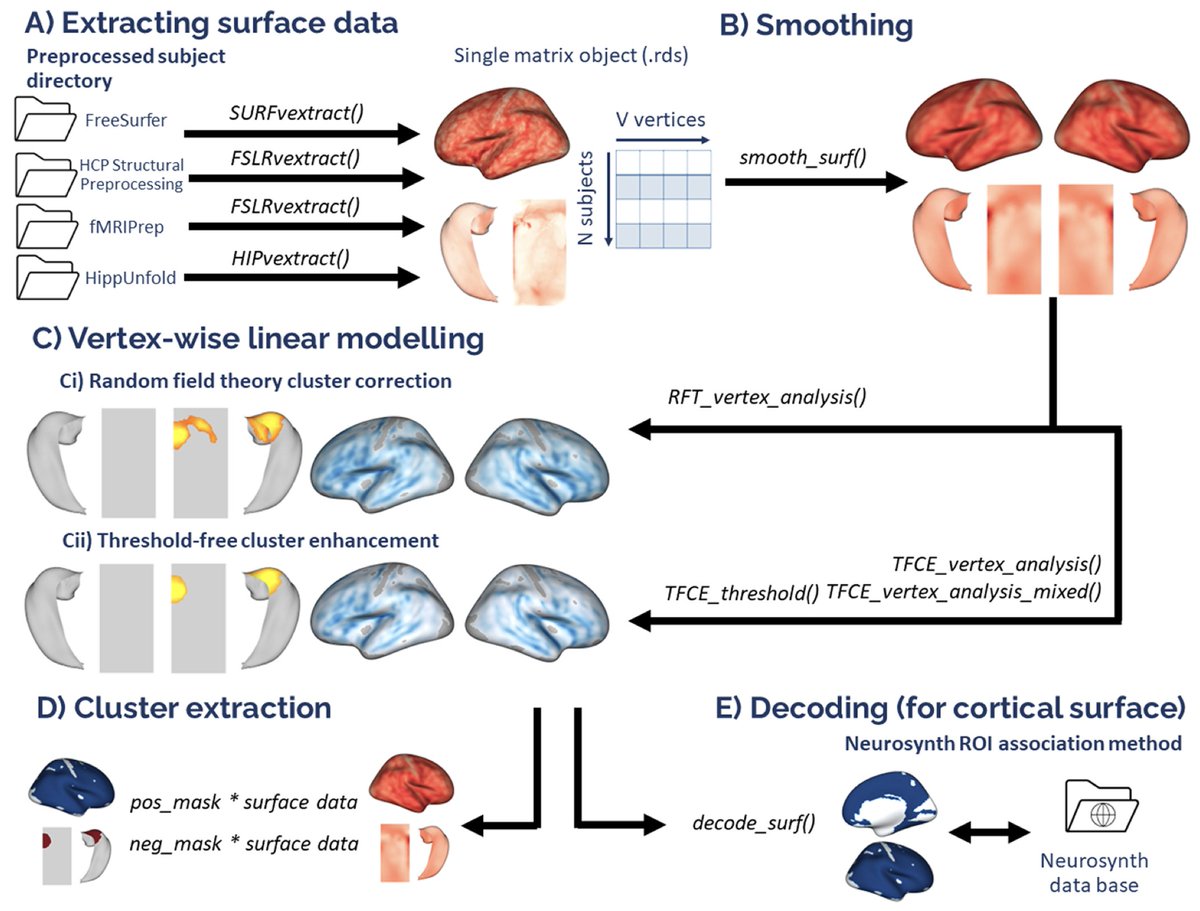 New paper in Imaging Neuroscience by Charly Hugo Alexandre Billaud and Junhong Yu:

VertexWiseR: A package for simplified vertex-wise analyses of whole-brain and hippocampal surfaces in R

doi.org/10.1162/imag_a…
