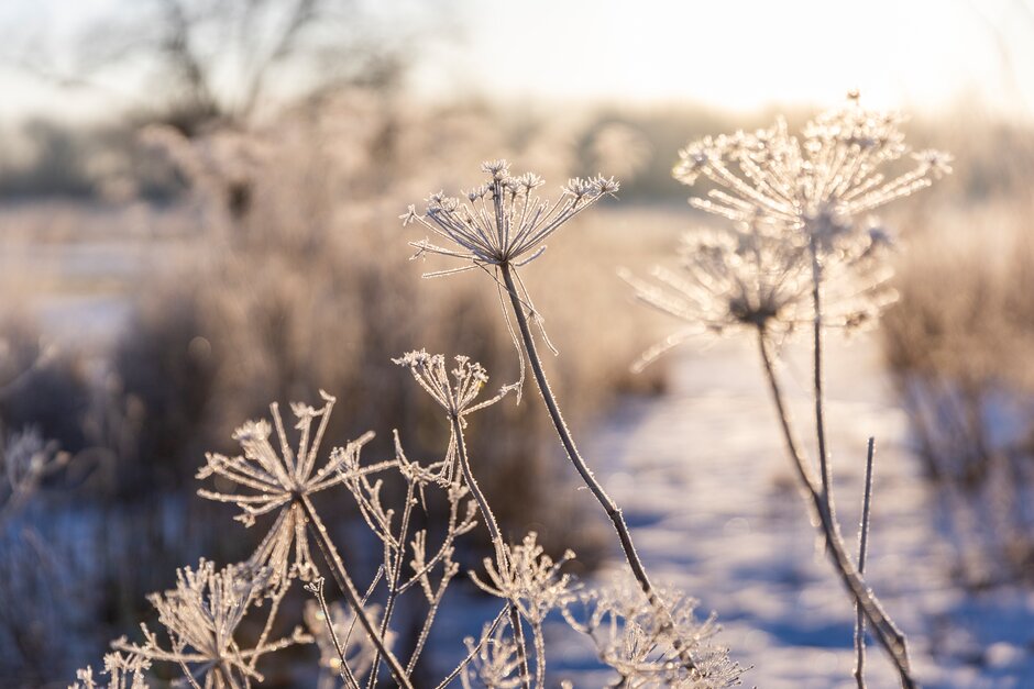 Weather update: RHS Bridgewater will be open from 11.30am on Tues 19 November

Our team are currently checking on site to clear routes round the garden and reduce the risk of icy patches. The garden, cafe, shop and garden centre  will be open from 11.30am today.