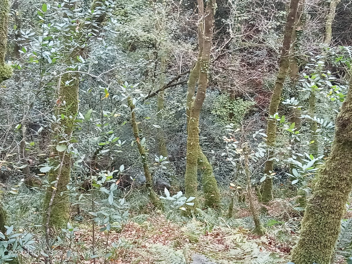 O Bosque de Ribeira, é un entorno único, con lexislación diferenciada polos cometidos ambientais que soporta. Está alonxado de calqueira actuación que supoña "explotación", permitíndose tan só a restauración en casos de degradación destas franxas.