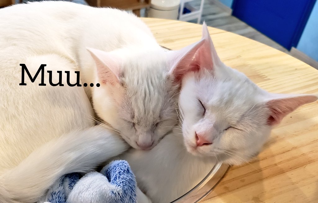 muuart_0625's tweet photo. いつも作品のモデルになってくれて
ありがとんぬ!
#保護猫
#Dearcat
#奈良
#生駒
#猫カフェ https://t.co/ooUq915SQc