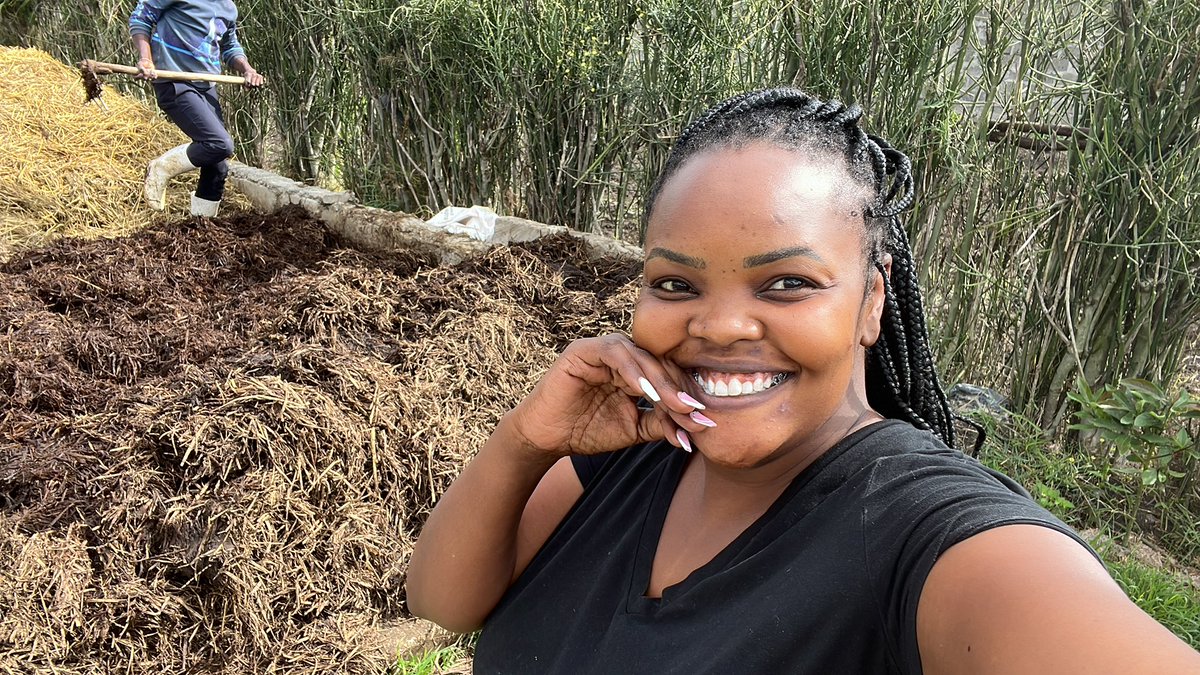 farmeronfire1's tweet photo. Adding Gysum to our button mushroom compost 
-It helps reduce ammonia from the chicken manure 
-Balance the moisture content
-To prevent clumping
-maintain pH 
-deliver nutrients essential for mycelium growth https://t.co/i33pQwBYRv