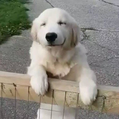 xxxandrraaa's tweet image. My kind of golden retriever fave ☺️✨