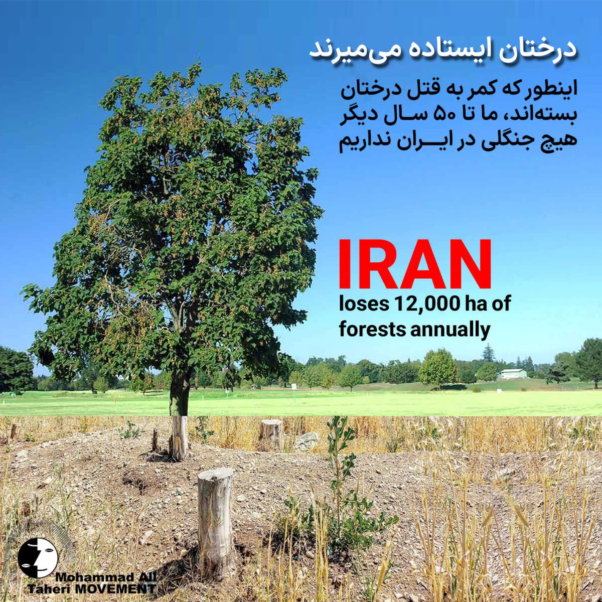 درختان ایستاده می‌میرند

نظام نالایق و طماع کمر به قتل درختان بسته‌ است، و ما تا ۵۰ سال دیگر هیچ جنگلی در ایران نخواهیم داشت.

تنها در تهران، طی سه سال گذشته بیش از ۱۶ هزار اصله درخت در جنگل‌های (#چیتگر، #سرخه‌حصار و #خجیر) خشک شده‌اند. هر چند شهرداری بعد از ورود دادستانی تهران،