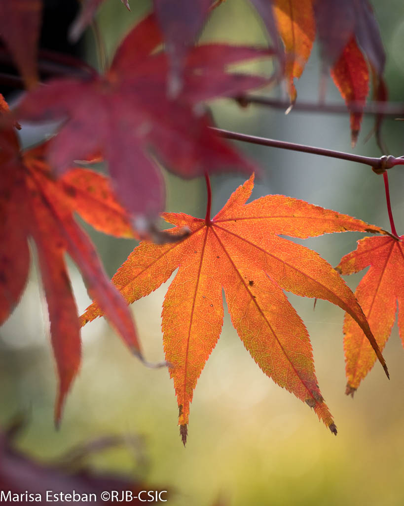 RJBOTANICO's tweet photo. Brillar un instante y retornar a las sombras 🍂
#OtoñoRJB https://t.co/J1LihZyw0Y