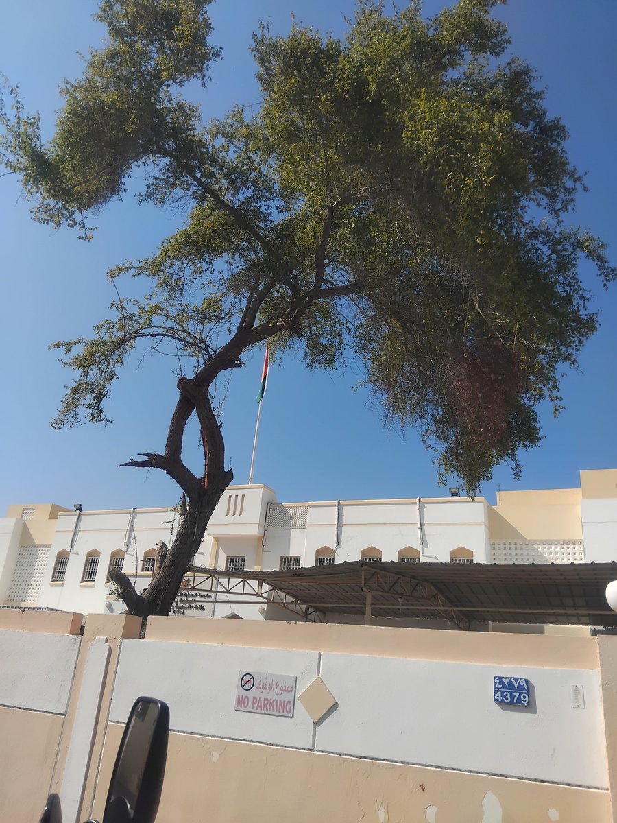 سدرة مدرسة الوليد بن عبدالملك المعمّرة بمدينة روي مازالت واقفة سامقة تتطاول عنان السماء
كم اتكئنا عليها في طفولتنا وكتبنا على جذعها حروفًا من ابجديتنا. 
 
في الزمان الذي مضى كانت السدرة زينة وحارسة وذاكرة لكل بيت.