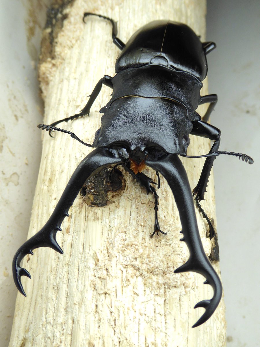 Breeder_SSSSK's tweet photo. 【��売】
ギラファノコギリクワガタ　原名亜種　
産地:タイ・ナーン
累代:♂WF1 ♀全てWF2（累代したらCBF1になります。）
サイズ:♂88mm程♀全てフリー
羽化:♂2024/9 ♀2024/7

♀活動済。自己累代分とれましたので販売します。
送料込み10000円。
期間は今月末まで。 https://t.co/ZzOL633TzX