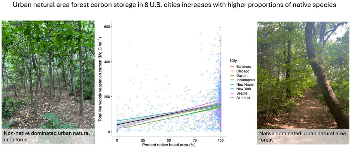 Native trees are responsible for the high carbon density in urban natural area forests across eight United States cities 🌲

More monitoring &amp; increased management activities may be crucial to maintaining the high carbon storage of these ecosystems 📊

🔗 doi.org/10.1111/1365-2…