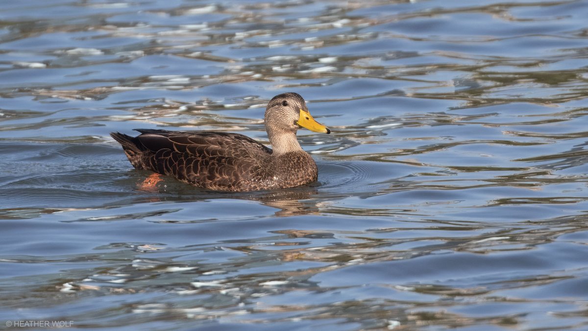 Heather Wolf tweet media