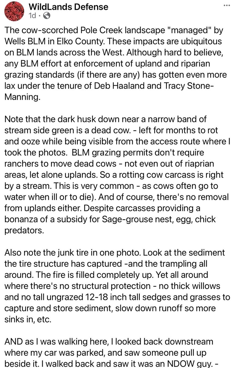 Blueequus775's tweet photo. .@NRDems @RepJoeNeguse: do you see how everyone lies about wild horses being the culprit when it comes to destroying public lands? You’ve done NOTHING about destructive livestock or investigating BLM in spite of endless pleas over the last several years. NOTHING. https://t.co/yoyDPcqcW5