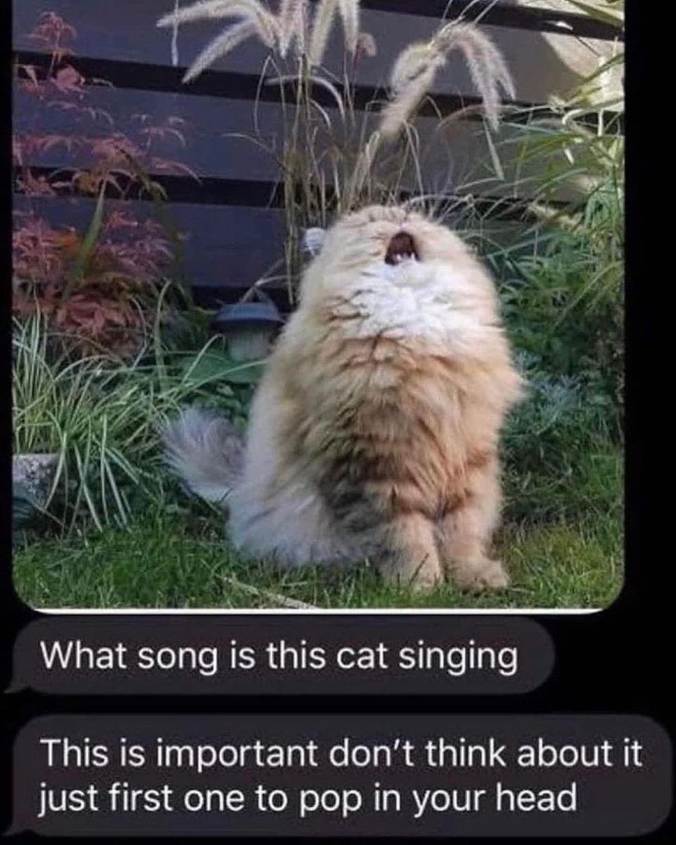 smol silly cat tweet media